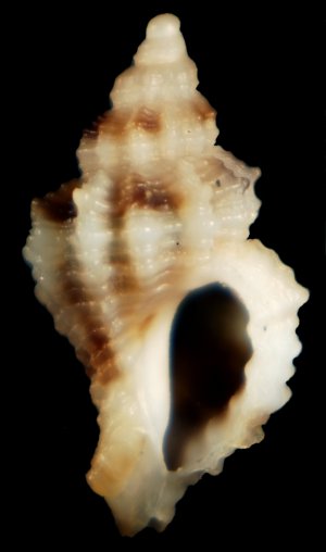 Dubbio su Ocinebrina